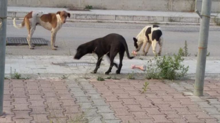 randagi cani